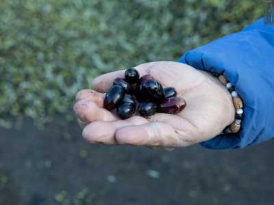 Mentre quando � pi� matura e di colore nero o violaceo possiamo trovarla fritta, sotto sale, sott�olio, usata per condire primi e secondi di pesce
